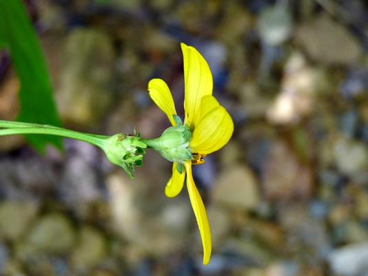 {Heliopsis helianthoides}